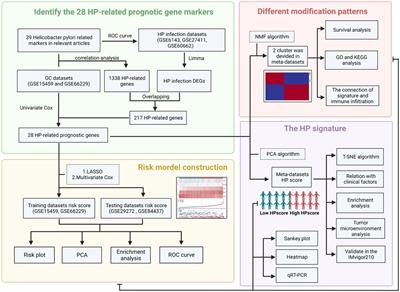 Integrated analysis of Helicobacter pylori-related prognostic gene modification patterns in the tumour microenvironment of gastric cancer